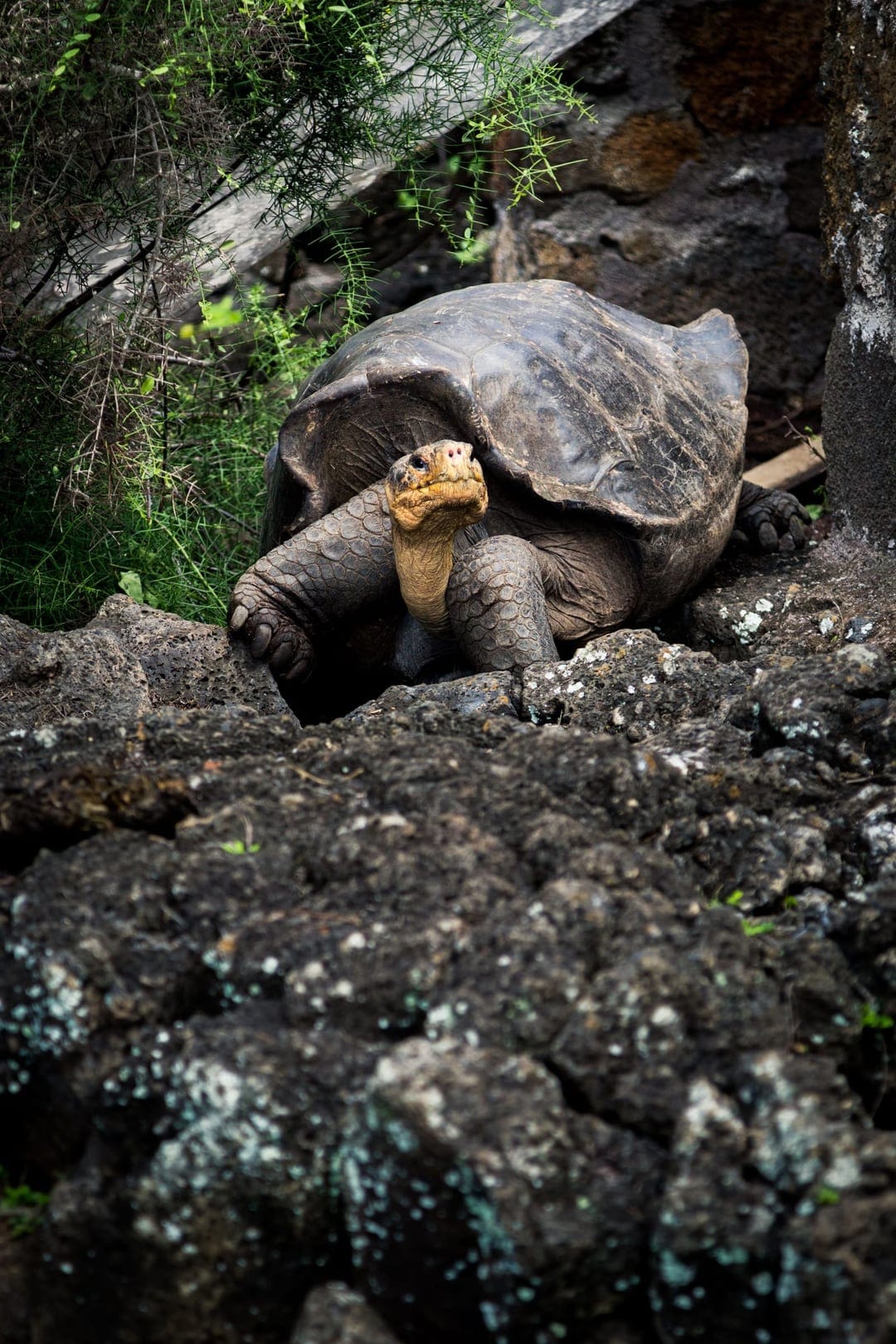 Galápagos Islands