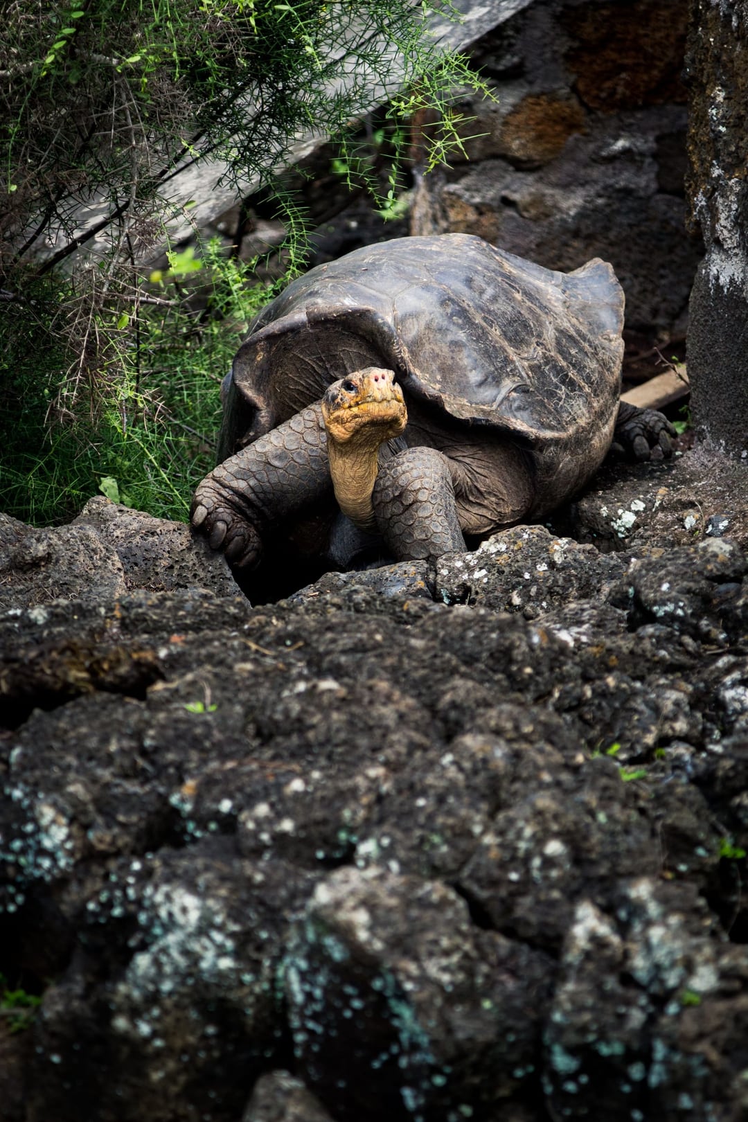 GALÁPAGOS ISLANDS – 4-DAY ITINERARY