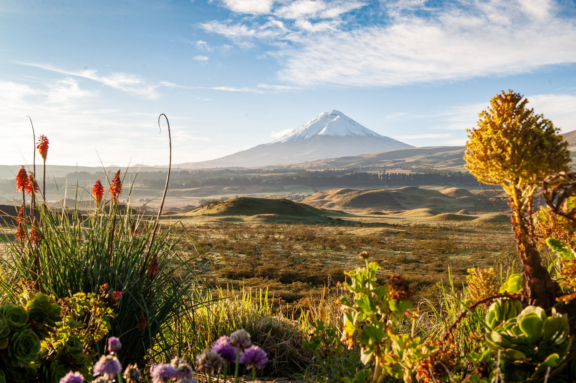Cotopaxi - Andes