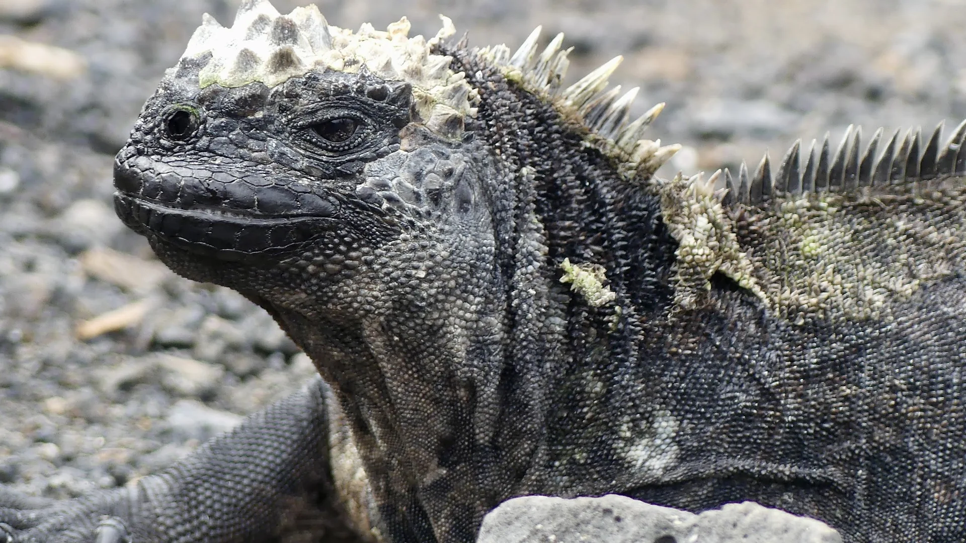 Live Galapagos: Evolution Sanctuary & Iconic Islands