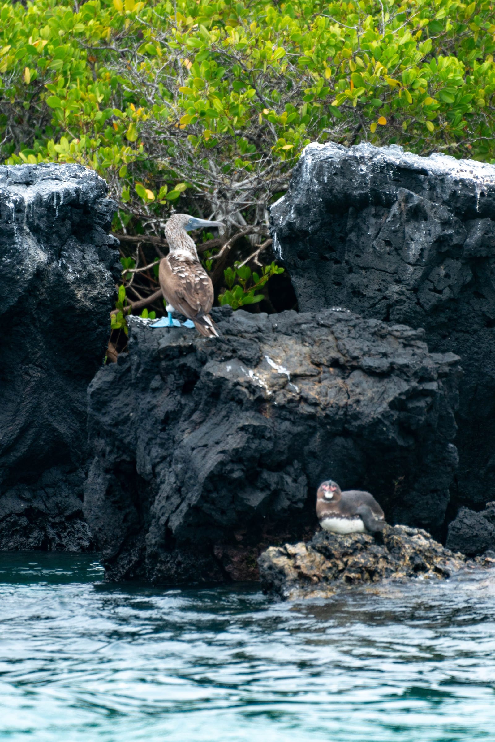 ISLAS GALÁPAGOS – ITINERARIO DE 6 DÍAS