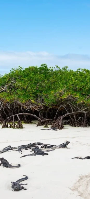 Galapagos Grand Odyssey: 8-Day 3-Island Expedition (With Quito Transfers)