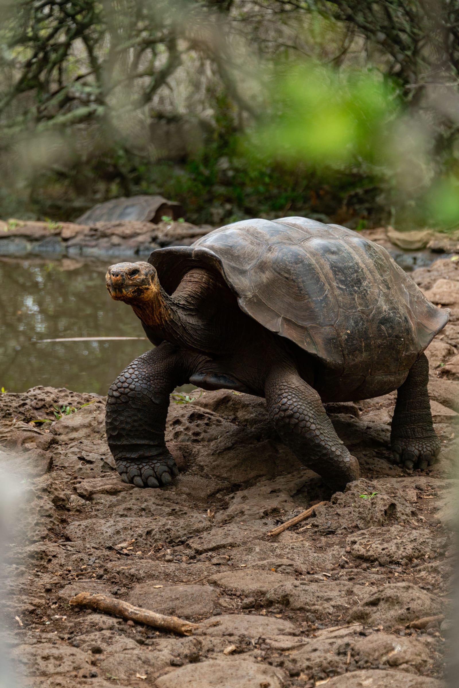 ISLAS GALÁPAGOS – ITINERARIO DE 4 DÍAS